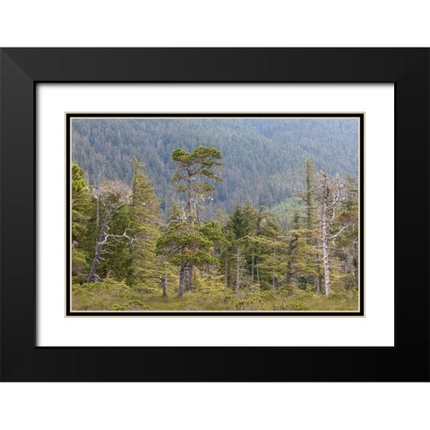 Alaska-Starrigavan Valley Forest landscape  Black Modern Wood Framed Art Print with Double Matting by Jaynes Gallery