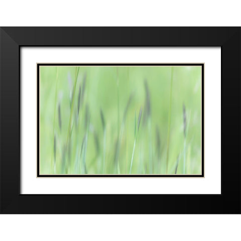Alaska-Tongass National Forest Abstract of meadow grass  Black Modern Wood Framed Art Print with Double Matting by Jaynes Gallery