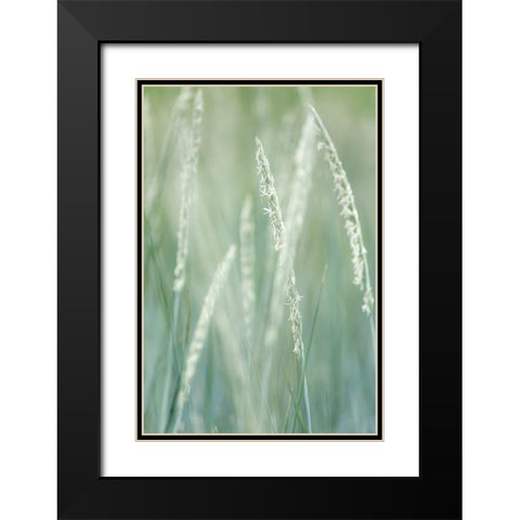 Alaska-Tongass National Forest Abstract of beach rye grass  Black Modern Wood Framed Art Print with Double Matting by Jaynes Gallery