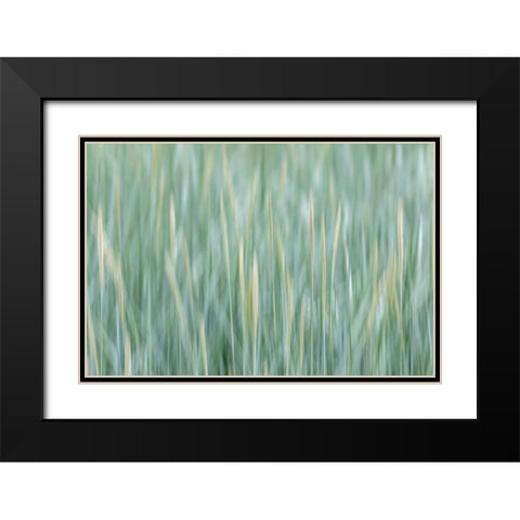 Alaska-Tongass National Forest Abstract of meadow grass  Black Modern Wood Framed Art Print with Double Matting by Jaynes Gallery
