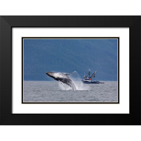 Alaska-Chatham Strait Breaching humpback whale near fishing boat  Black Modern Wood Framed Art Print with Double Matting by Jaynes Gallery