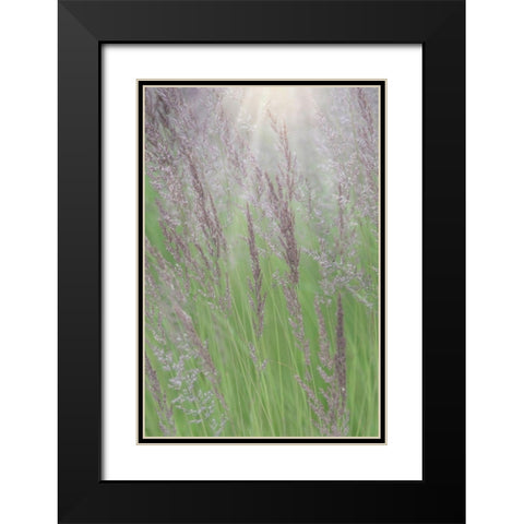 Alaska-Juneau Sunlit grass in meadow  Black Modern Wood Framed Art Print with Double Matting by Jaynes Gallery