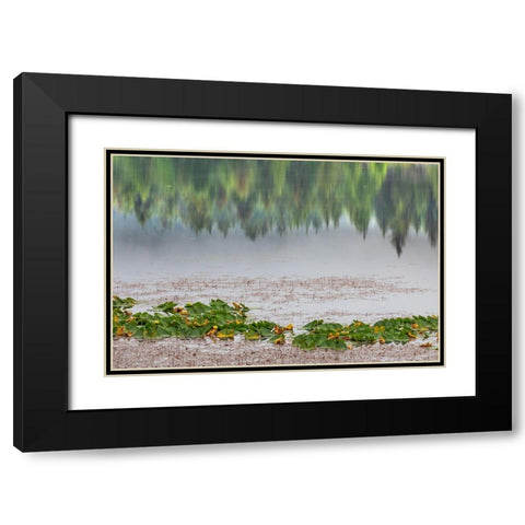 Alaska-Sitka Forest reflection in Swan Lake  Black Modern Wood Framed Art Print with Double Matting by Jaynes Gallery
