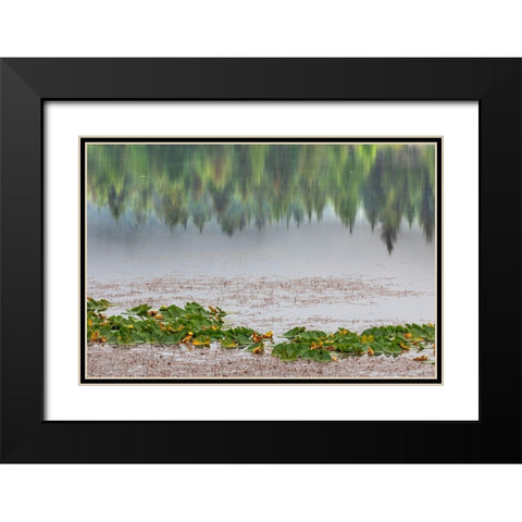 Alaska-Sitka Forest reflection in Swan Lake  Black Modern Wood Framed Art Print with Double Matting by Jaynes Gallery