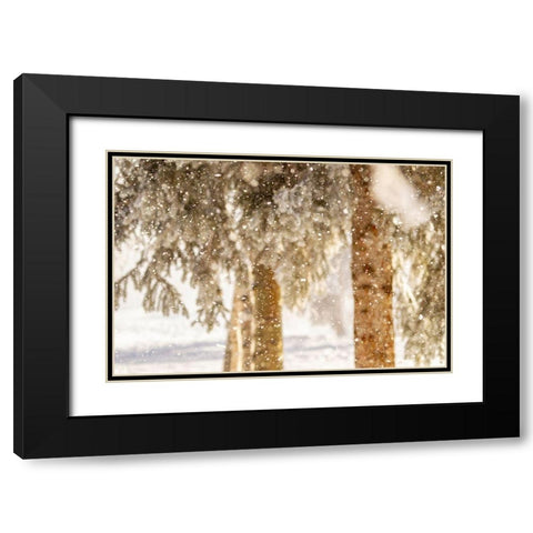 Alaska Close-up of frost falling from branches in winter Black Modern Wood Framed Art Print with Double Matting by Jaynes Gallery