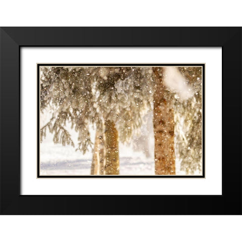 Alaska Close-up of frost falling from branches in winter Black Modern Wood Framed Art Print with Double Matting by Jaynes Gallery