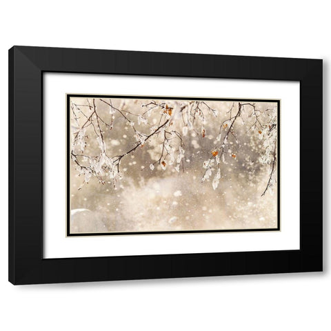 Alaska Close-up of frost falling from branches in winter Black Modern Wood Framed Art Print with Double Matting by Jaynes Gallery