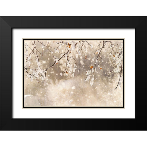 Alaska Close-up of frost falling from branches in winter Black Modern Wood Framed Art Print with Double Matting by Jaynes Gallery