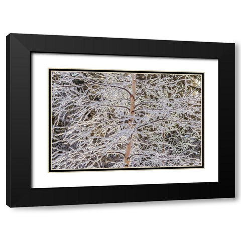 Alaska Frost-covered tree limbs Black Modern Wood Framed Art Print with Double Matting by Jaynes Gallery