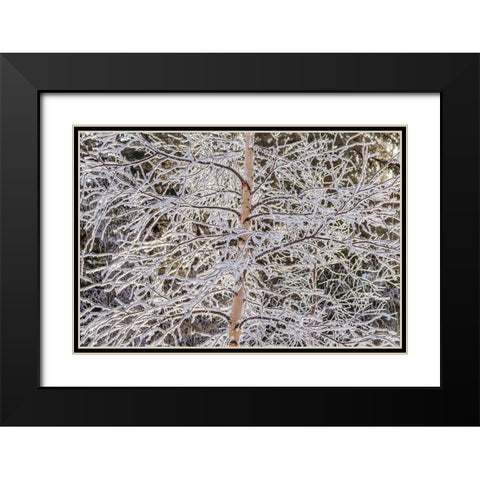 Alaska Frost-covered tree limbs Black Modern Wood Framed Art Print with Double Matting by Jaynes Gallery