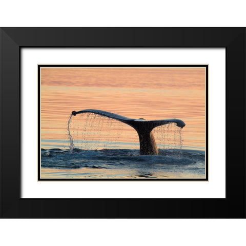 A humpback whale shows its flukes and a waterfall as it sounds Black Modern Wood Framed Art Print with Double Matting by Sederquist, Betty