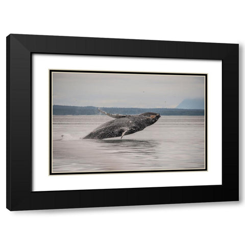 Usa-Alaska Humpback whales jumping and breaching Black Modern Wood Framed Art Print with Double Matting by Sederquist, Betty