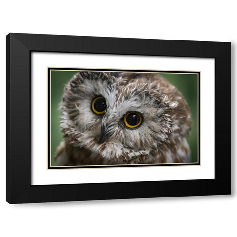 Usa-Alaska This tiny saw-whet owl is a permanent resident of the Alaska Raptor Center Black Modern Wood Framed Art Print with Double Matting by Sederquist, Betty