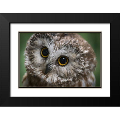Usa-Alaska This tiny saw-whet owl is a permanent resident of the Alaska Raptor Center Black Modern Wood Framed Art Print with Double Matting by Sederquist, Betty
