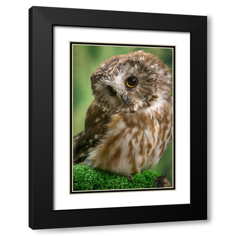 Usa-Alaska This tiny saw-whet owl is a permanent resident of the Alaska Raptor Center in Sitka Black Modern Wood Framed Art Print with Double Matting by Sederquist, Betty