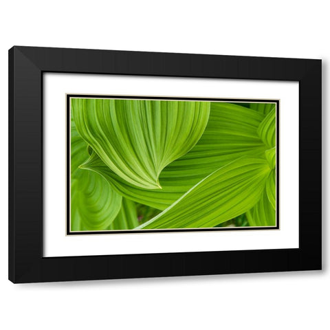 Usa-Alaska False hellebore-also known as corn lily Black Modern Wood Framed Art Print with Double Matting by Sederquist, Betty