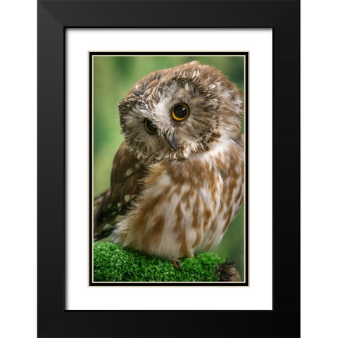 Usa-Alaska This tiny saw-whet owl is a permanent resident of the Alaska Raptor Center in Sitka Black Modern Wood Framed Art Print with Double Matting by Sederquist, Betty