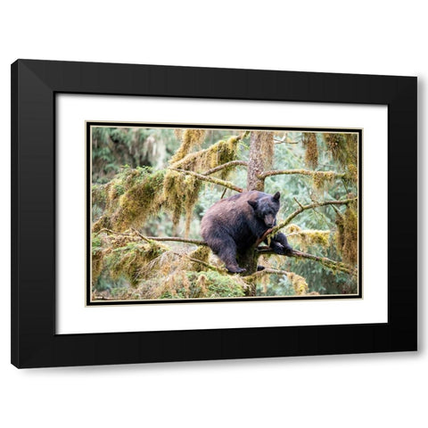 Black bear cub finds safety in a tree at Anan Creek. Black Modern Wood Framed Art Print with Double Matting by Sederquist, Betty
