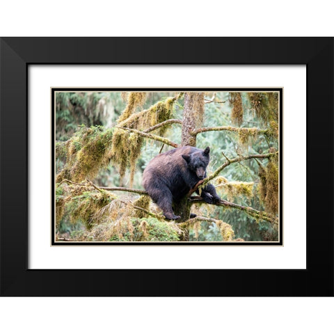 Black bear cub finds safety in a tree at Anan Creek. Black Modern Wood Framed Art Print with Double Matting by Sederquist, Betty