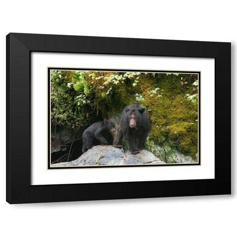 Black bear cub following its mama at Anan Creek. Black Modern Wood Framed Art Print with Double Matting by Sederquist, Betty
