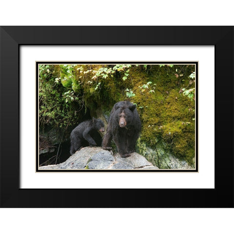 Black bear cub following its mama at Anan Creek. Black Modern Wood Framed Art Print with Double Matting by Sederquist, Betty