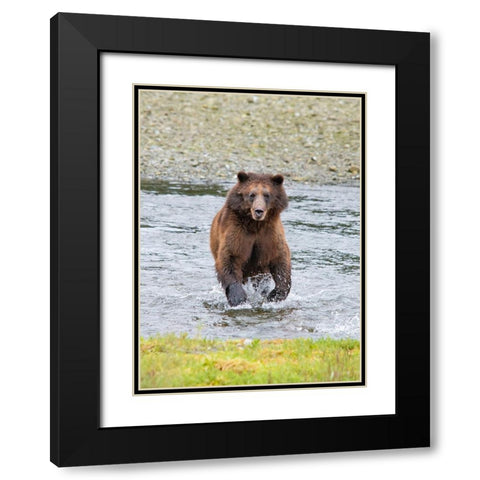 Brown bear chases after a salmon dinner at Pack Creek. Black Modern Wood Framed Art Print with Double Matting by Sederquist, Betty