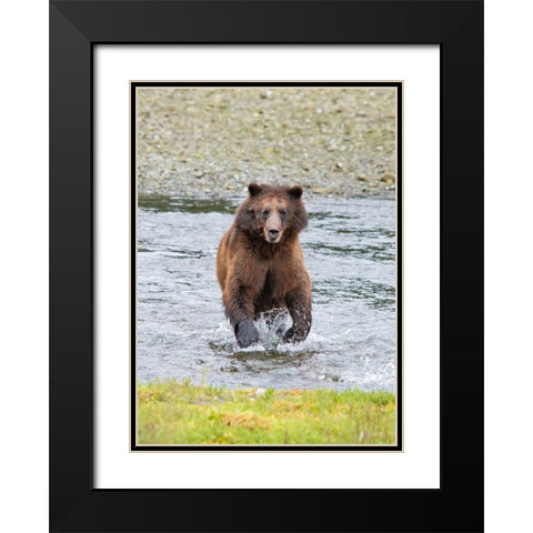 Brown bear chases after a salmon dinner at Pack Creek. Black Modern Wood Framed Art Print with Double Matting by Sederquist, Betty