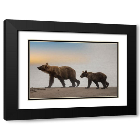 Brown bear cub and sow walk a Cook Inlet beach. Black Modern Wood Framed Art Print with Double Matting by Sederquist, Betty