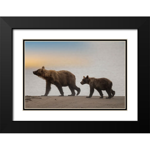 Brown bear cub and sow walk a Cook Inlet beach. Black Modern Wood Framed Art Print with Double Matting by Sederquist, Betty