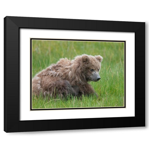 Brown bear cub eating sedge grasses. Black Modern Wood Framed Art Print with Double Matting by Sederquist, Betty