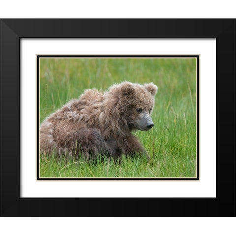 Brown bear cub eating sedge grasses. Black Modern Wood Framed Art Print with Double Matting by Sederquist, Betty