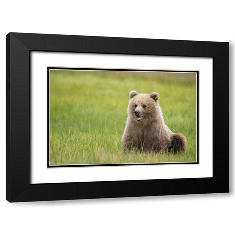 Brown bear cub eating sedge grasses. Black Modern Wood Framed Art Print with Double Matting by Sederquist, Betty