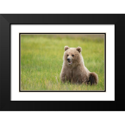 Brown bear cub eating sedge grasses. Black Modern Wood Framed Art Print with Double Matting by Sederquist, Betty