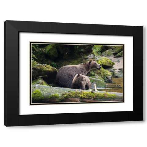 Brown bear cub staying close to mom at Anan Creek. Black Modern Wood Framed Art Print with Double Matting by Sederquist, Betty
