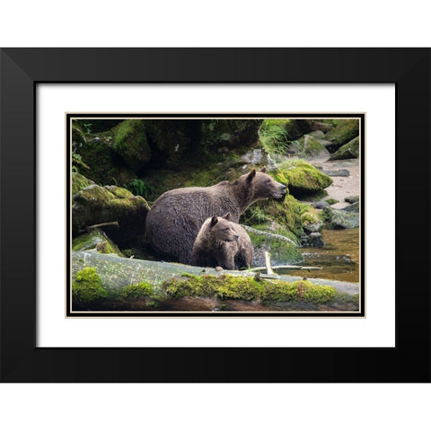 Brown bear cub staying close to mom at Anan Creek. Black Modern Wood Framed Art Print with Double Matting by Sederquist, Betty