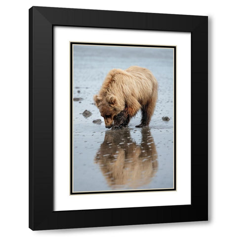 Brown bear digs for clams in the mud of Cook Inlet. Black Modern Wood Framed Art Print with Double Matting by Sederquist, Betty