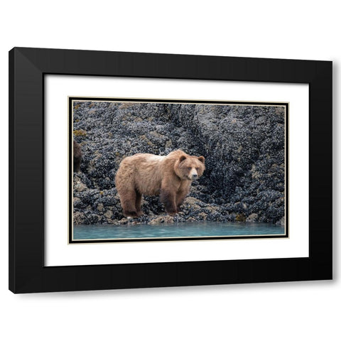 a brown bear looking for food at low tide- Muir Inlet- Glacier Bay. Black Modern Wood Framed Art Print with Double Matting by Sederquist, Betty