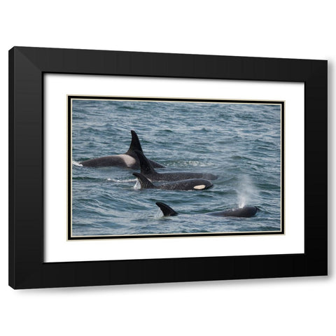 An orca family swimming along Icy Strait- Alaska. Black Modern Wood Framed Art Print with Double Matting by Sederquist, Betty