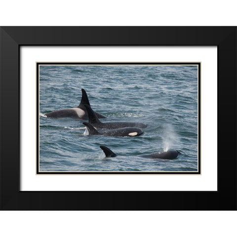 An orca family swimming along Icy Strait- Alaska. Black Modern Wood Framed Art Print with Double Matting by Sederquist, Betty