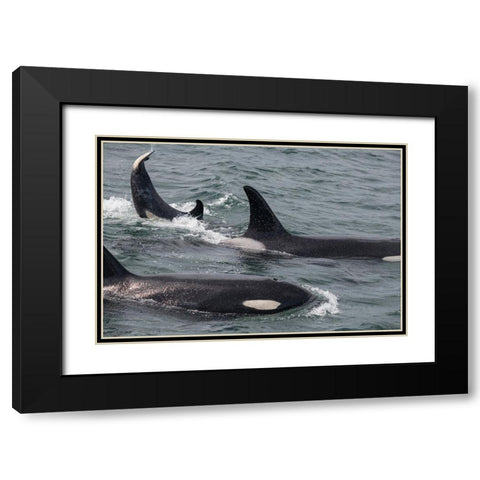 An orca family swimming along Icy Strait- Alaska. Black Modern Wood Framed Art Print with Double Matting by Sederquist, Betty