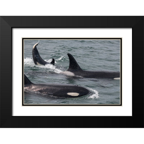 An orca family swimming along Icy Strait- Alaska. Black Modern Wood Framed Art Print with Double Matting by Sederquist, Betty