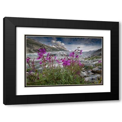 Beach beauty flowers thriving near the terminus of Reid Glacier- Glacier Bay. Black Modern Wood Framed Art Print with Double Matting by Sederquist, Betty
