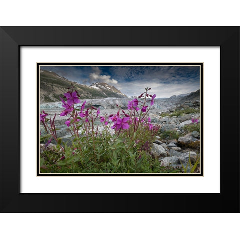 Beach beauty flowers thriving near the terminus of Reid Glacier- Glacier Bay. Black Modern Wood Framed Art Print with Double Matting by Sederquist, Betty