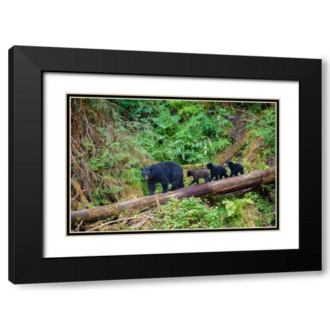 Black bear triplets follow mom at Anan Creek. Black Modern Wood Framed Art Print with Double Matting by Sederquist, Betty