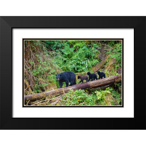 Black bear triplets follow mom at Anan Creek. Black Modern Wood Framed Art Print with Double Matting by Sederquist, Betty