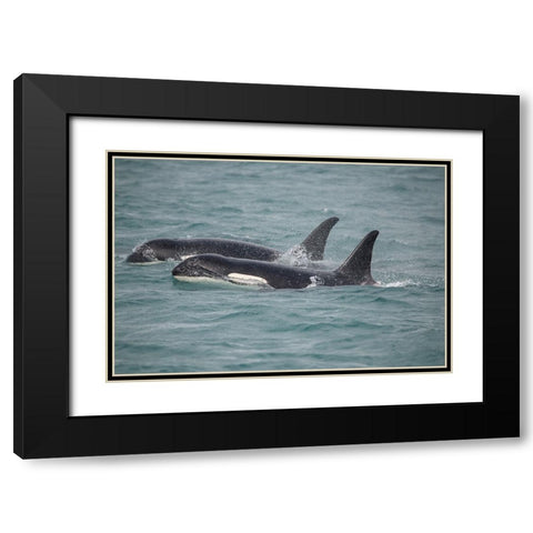 Fast swimming orcas make their way along Icy Strait. Black Modern Wood Framed Art Print with Double Matting by Sederquist, Betty