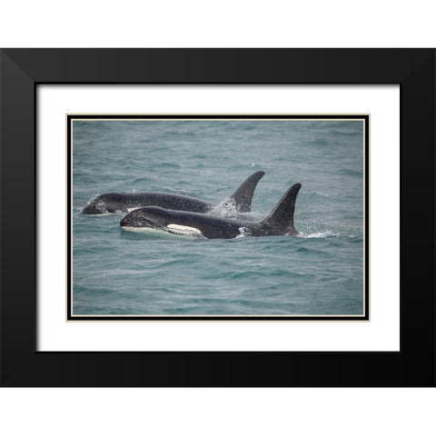 Fast swimming orcas make their way along Icy Strait. Black Modern Wood Framed Art Print with Double Matting by Sederquist, Betty