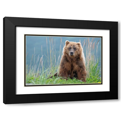 Bear cub poses on the beach of Cook Inlet. Black Modern Wood Framed Art Print with Double Matting by Sederquist, Betty