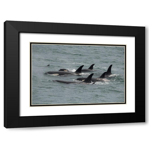 Big pod of orcas in Icy Strait a family unit. Black Modern Wood Framed Art Print with Double Matting by Sederquist, Betty
