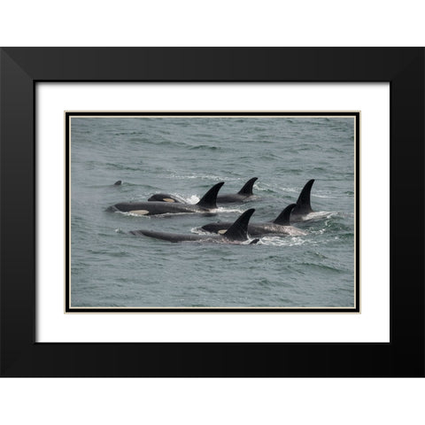 Big pod of orcas in Icy Strait a family unit. Black Modern Wood Framed Art Print with Double Matting by Sederquist, Betty